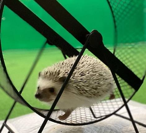 ハリネズミ
