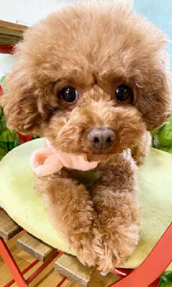 犬