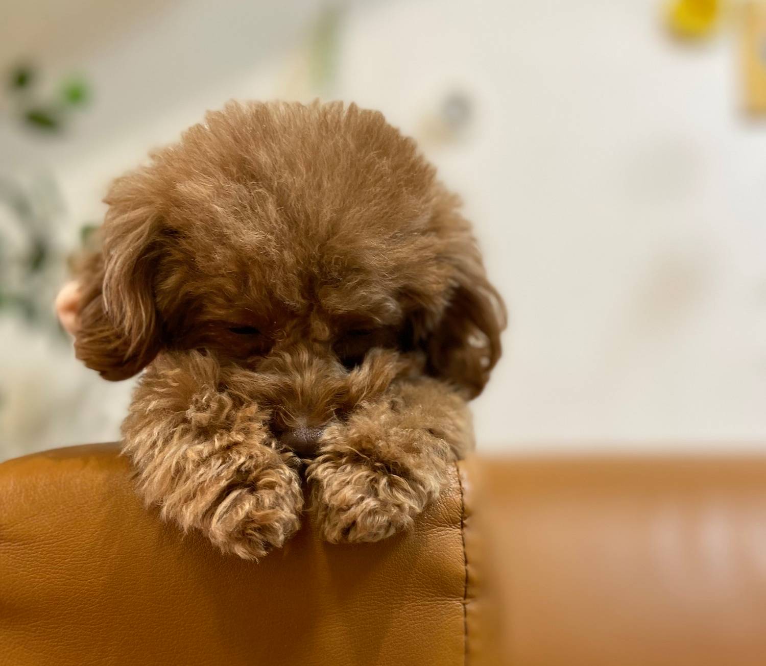 犬