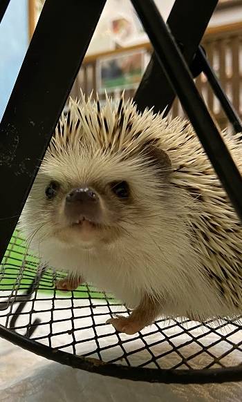 ハリネズミ