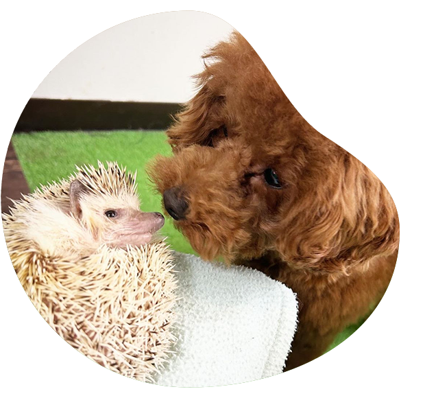 ハリネズミ